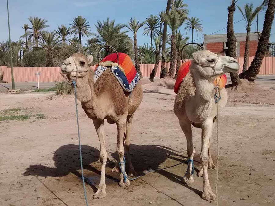 Camel rides Marrakech