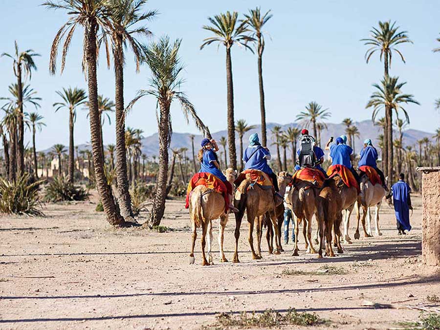 Marrakech oasis camel ride