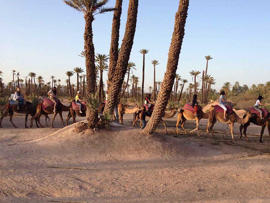 Best Marrakech camel ride
