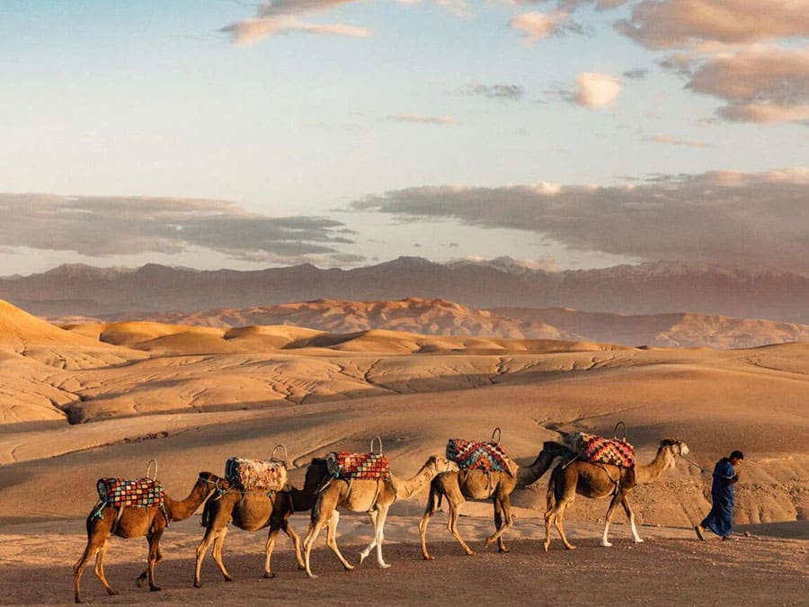 camel caravan in Agafay desert