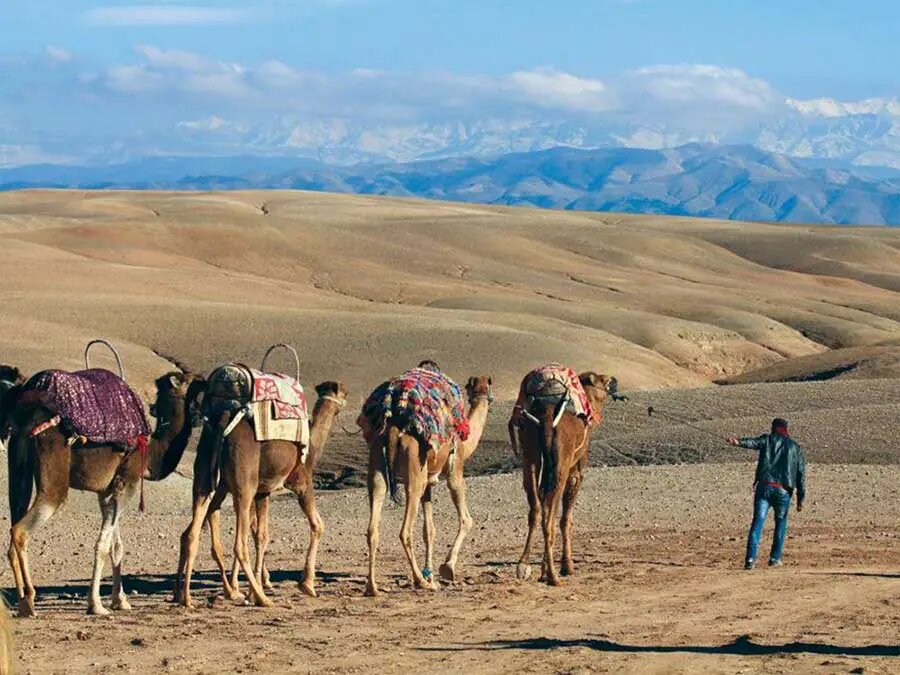 sunset camel ride agafay desert