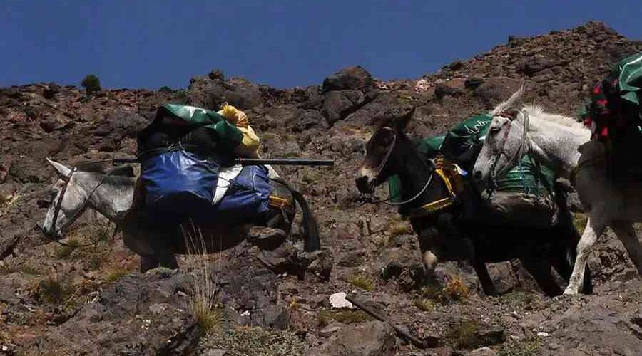 Mules carrying supplies on rugged terrain for the 4 Days Mount Toubkal Trek.