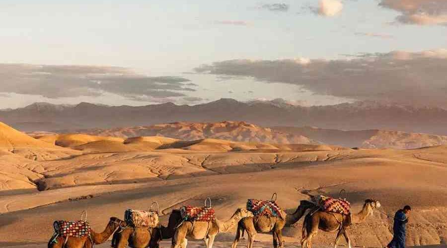 Camel caravan led by a guide across the textured dunes of Agafay Desert near Marrakech.