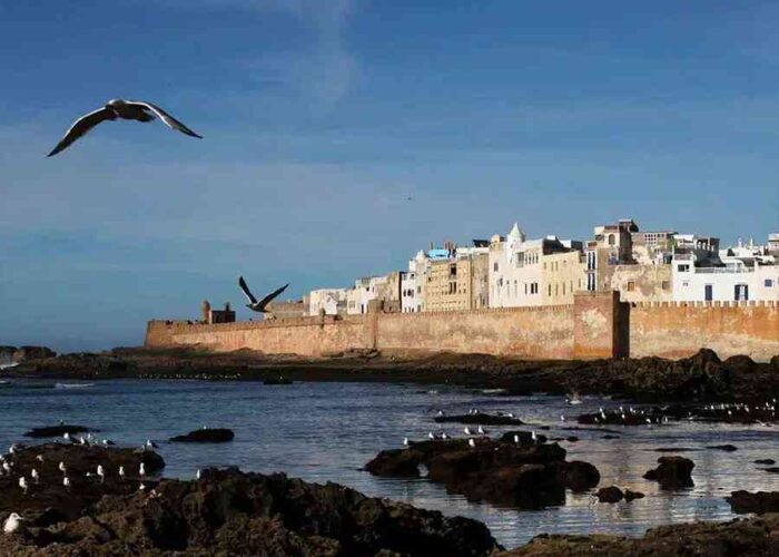 Seagull flying over the rocky shore with the historic white-washed buildings of Essaouira in the background under a clear blue sky.