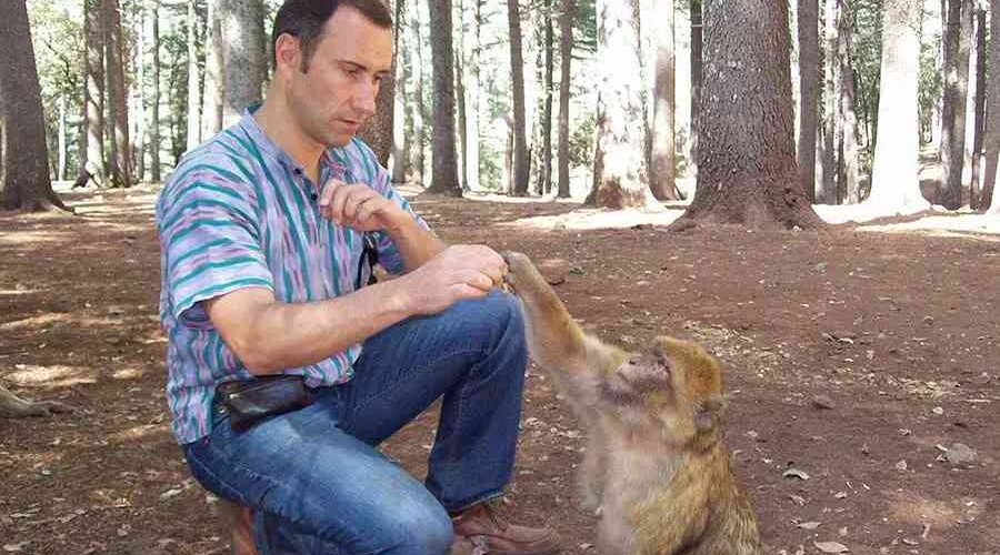A man playing with a Barbary Macaque in the Middle Atlas Cedar woods during his group desert tour from Marrakech to Fes
