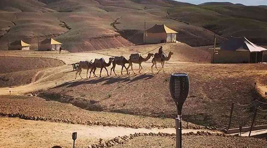 Camel Caravan in Agafay Desert