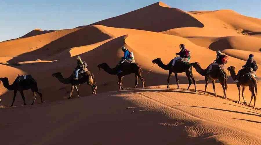 4 guests riding camels in Erg Chebbi dunes during sunset heading to their Merzouga Sahara desert camp.