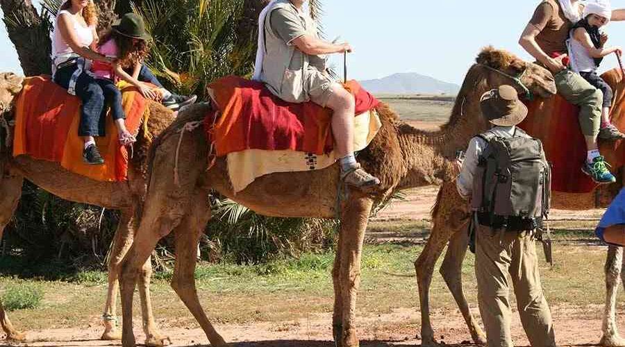 Marrakech camel rides