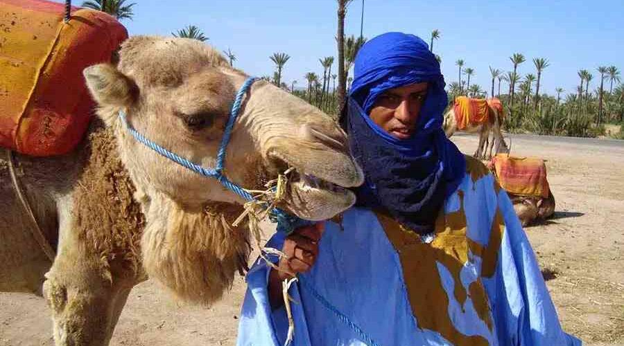 Berber guide in traditional blue attire holding a camel in Marrakech palm grove.