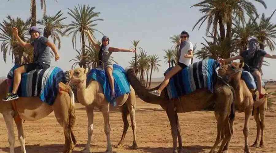 Tourists enjoying a guided camel ride in Marrakech's palm grove oasis with blue saddle blankets.