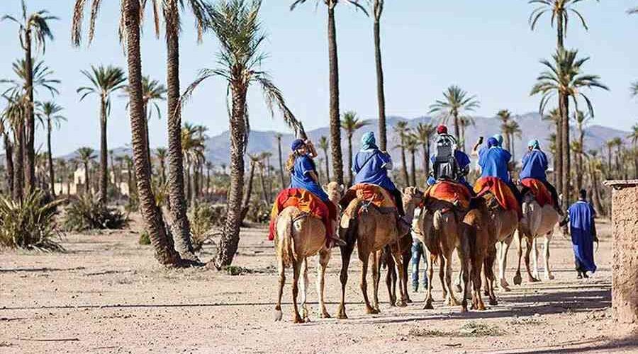 Group of tourists on a camel caravan ride through the palm oasis in Marrakech.