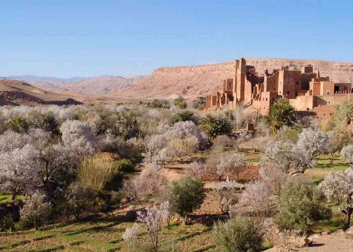 Kasbah Ait Ben Haddou amidst blossoming almond trees in Ounila Valley.