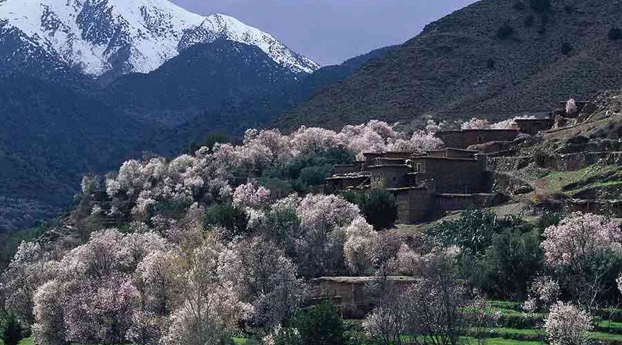 Blooming almond trees in Ourika Valley with snow-capped Atlas Mountains in the background.
