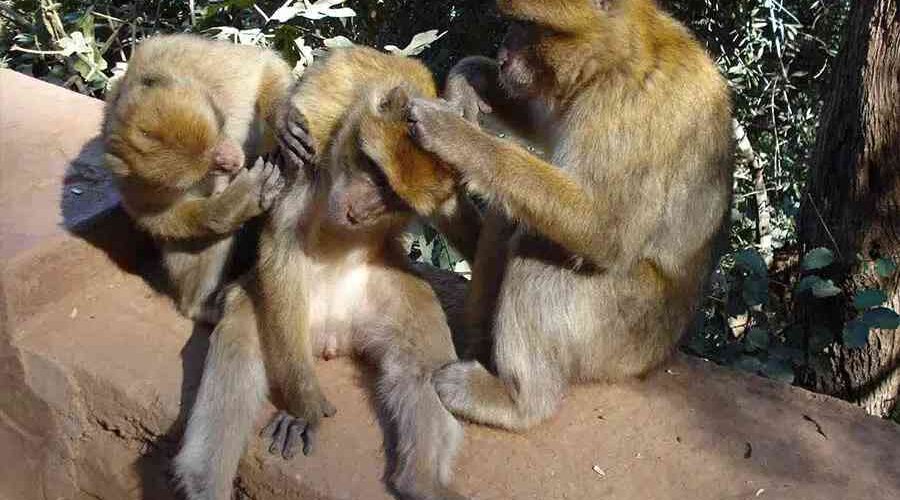 Barbary apes engaging in social grooming in their natural habitat