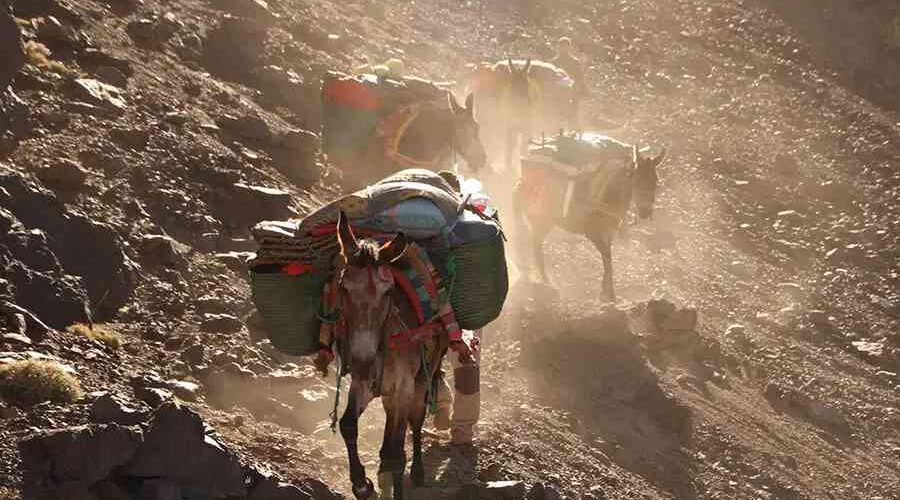 Mules carrying supplies on a dusty trail during the Imlil to Ourika Valley trek in the High Atlas Mountains.