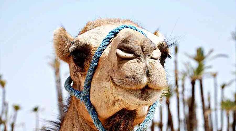 Close-up of a smiling camel with a blue headpiece in Marrakech's palm grove.