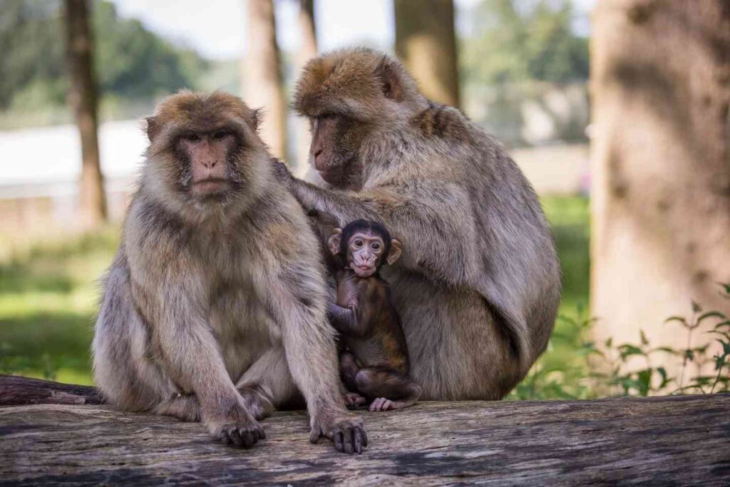 A family of Barbary macaques with an adult pair grooming and a young infant nestled between them.