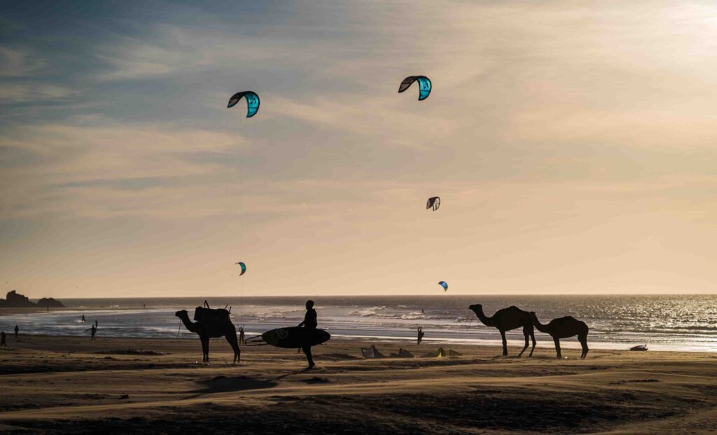 Essaouira beach during sunset with camels, surfers, and kite surfs in the horizon.