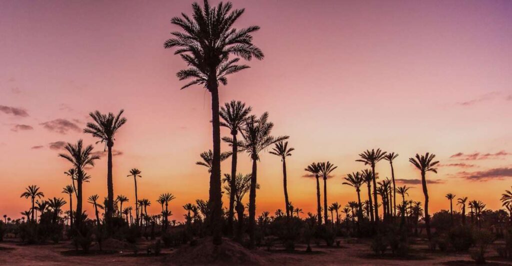 Silhouettes of palm trees in Marrakech's Palmeraie against a vibrant sunset sky.