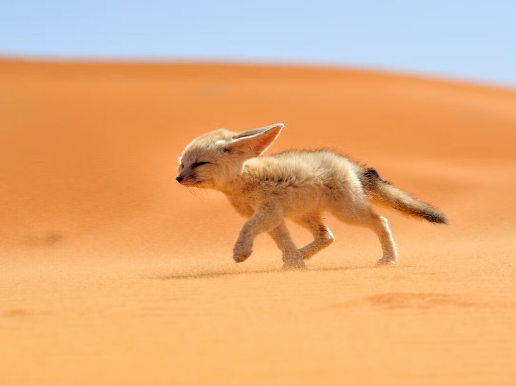 Desert Fennec in Morocco Sahara desert