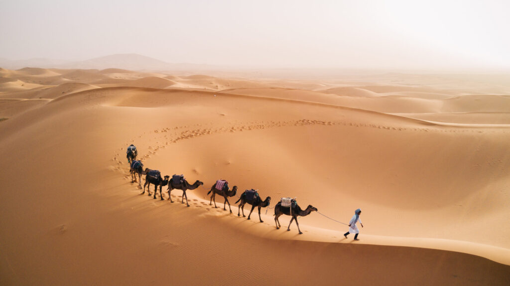 Camel caravan trekking through the sweeping dunes of the Sahara Desert at sunrise.