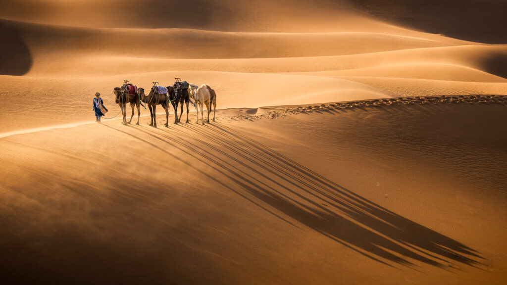Camel caravan in Erg Chebbi dunes during sunrise