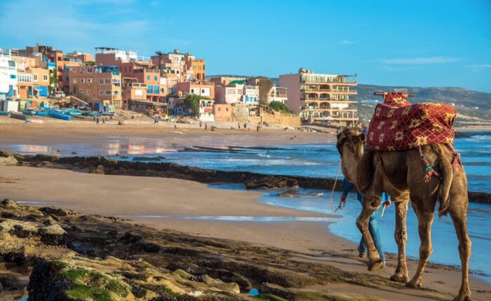 a Camel in Taghazout beach village