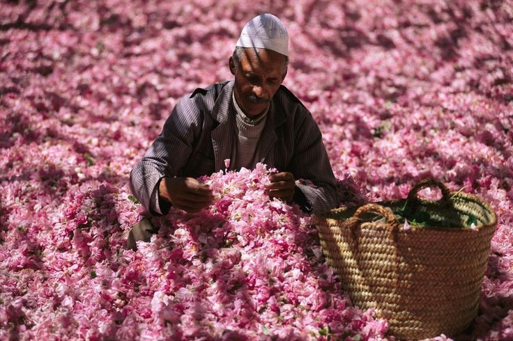 A man harvesting Damascus Roses in Dades Valley