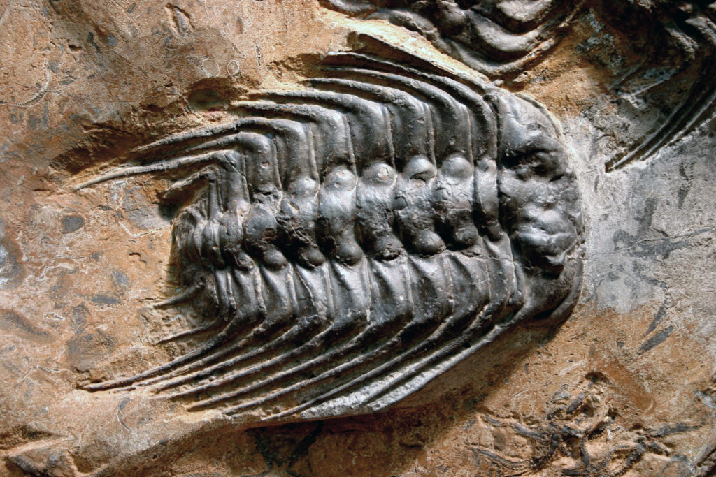 Erfoud desert fossils