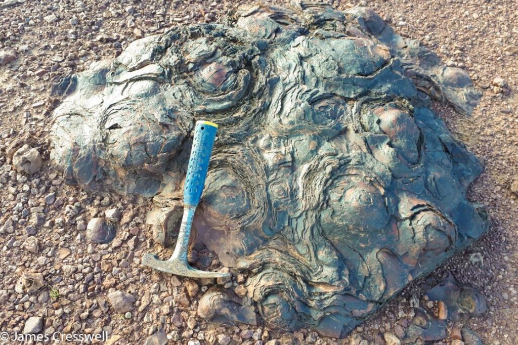 Fossils hunting in Merzouga Desert