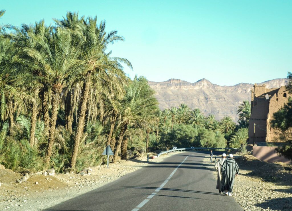 Zagora desert date palm oasis
