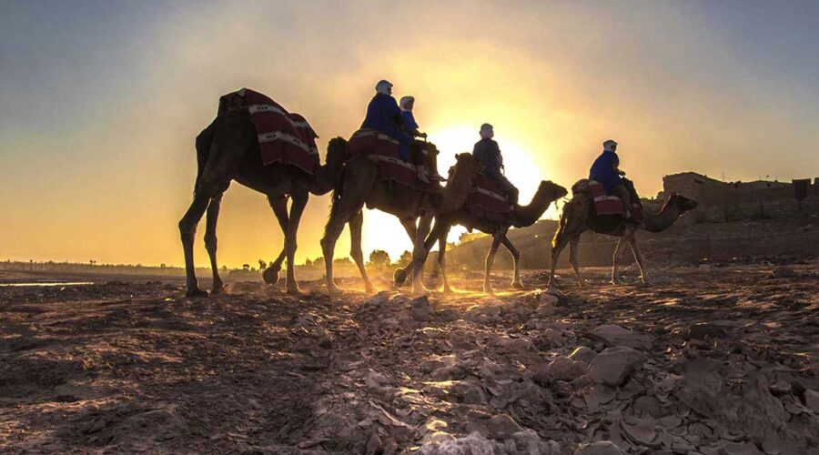 Silhouettes of travelers on camels against the golden sunset in the Agafay Desert, with dust rising around the camel's feet, creating a serene atmosphere.