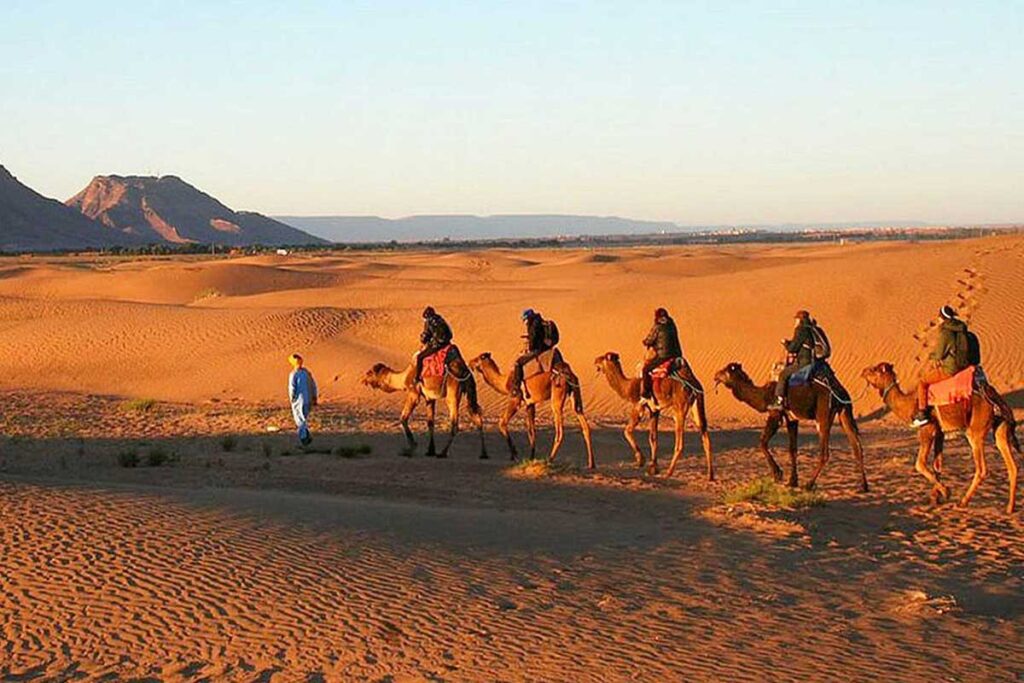 Camel caravan crossing the sandy plains of Zagora Desert at sunset.