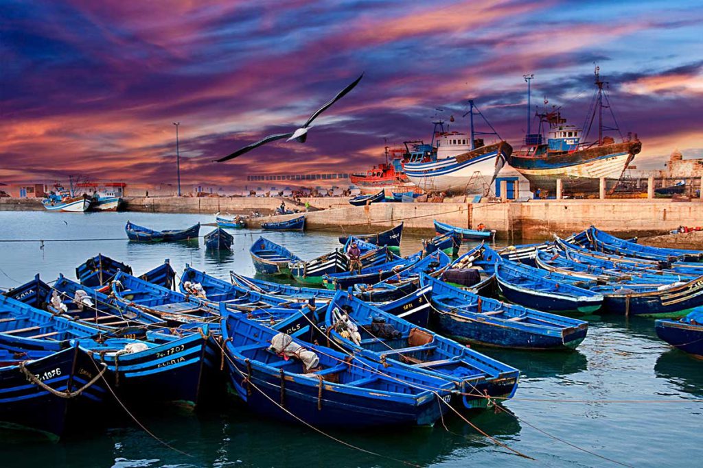 Traditional blue fishing boats and trawlers in Essaouira port at sunset with a seagull overhead, day trip from Marrakech